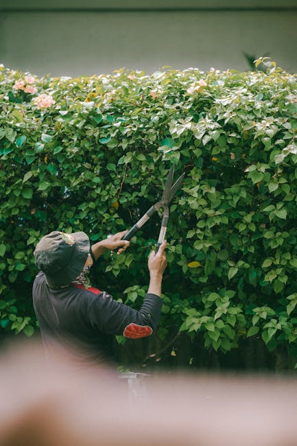 A gardener wearing a wide-brimmed hat and dark clothing is trimming a dense, green hedge with long-handled pruning shears. The hedge features small, glossy leaves and clusters of pinkish-white flowers